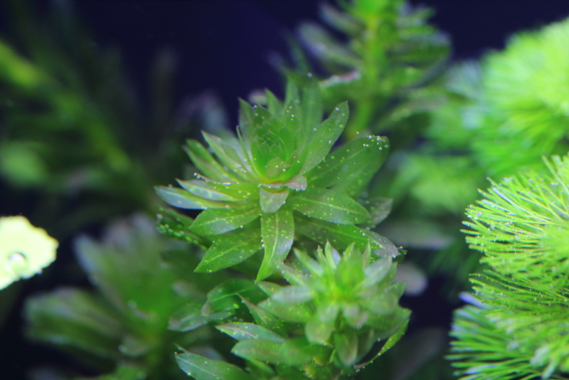 植栽から3日目　アナカリス